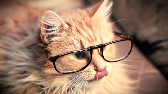 Download Goofy Zoomed Cute Cat PFP Wallpaper